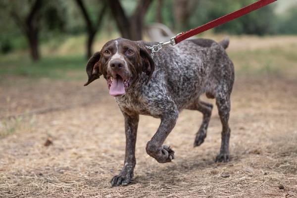 Igor Splendido Giovane Bracco Tedesco Cerca Famiglia  Foto 3